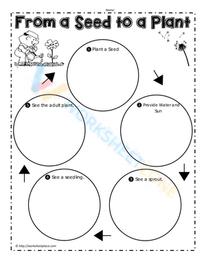 From a Seed to a Plant