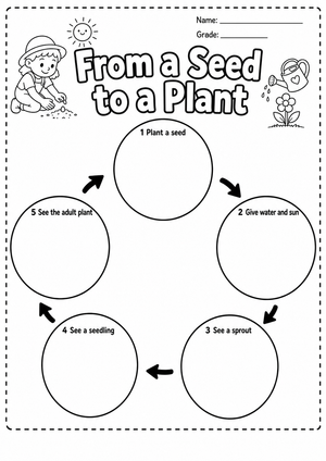 From a Seed to a Plant Worksheet | Essential Grade K-1