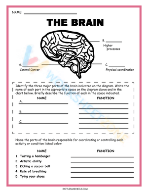 Functions of the Parts of the Brain