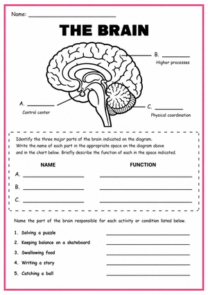 Essential Brain Functions Worksheet | Grade 7 Science Ready