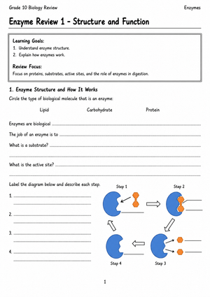 Printable Enzyme Activity Worksheet | Grade 10 Biology