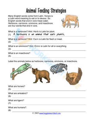 Herbivore, Carnivore, Omnivore and More