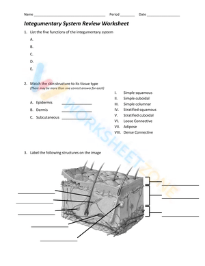 Integumentary System