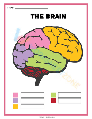 Label Parts of the Brain