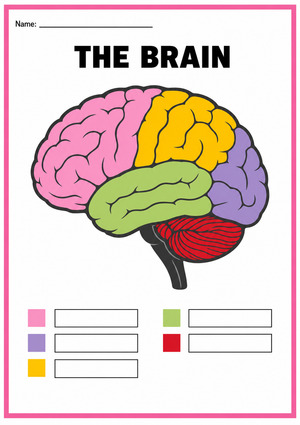 Printable Brain Anatomy Worksheet | Grade 7 Science