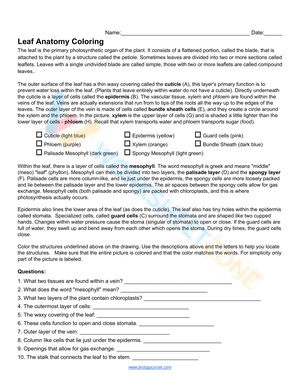 Leaf Anatomy Coloring