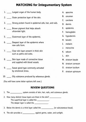 Integumentary System Printable Worksheet | Grade 6 Science
