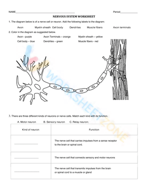 NERVOUS SYSTEM WORKSHEET