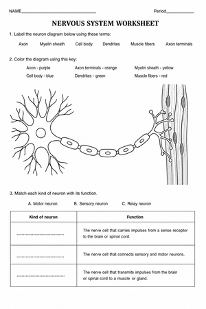 Nervous System Anatomy Worksheet | Grade 8 Printable