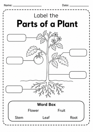 Grade 1 Parts of a Plant — Printable No-Prep Worksheet