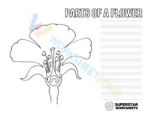 Parts of a flower