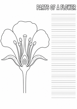 Grade 1 Parts of a Flower — Printable No-Prep Worksheet