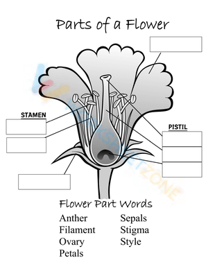 Learn Parts of a Flower with this Detailed Worksheet