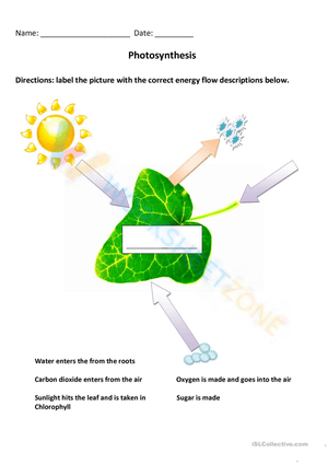 Photosynthesis Diagram Labeling Worksheet
