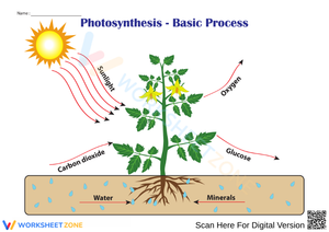 Understanding Photosynthesis - Basic Process Worksheet