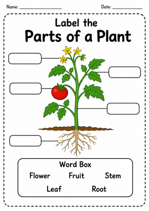 Essential Plant Parts Worksheet | Grade 1 Science