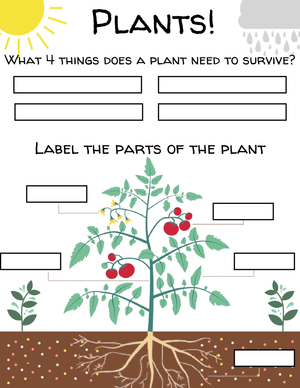 Planting and Plant Parts Worksheet | Grade 1 Essential