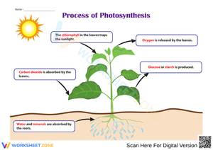 Photosynthesis Diagram Worksheet 