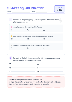 Punnett Square Practice Worksheet for Genetics