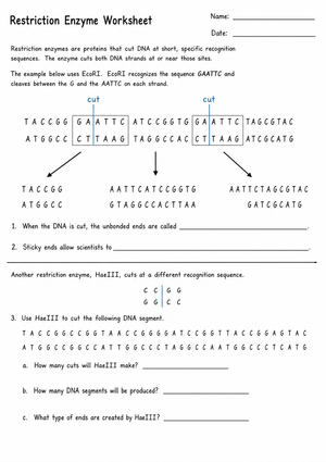 Restriction Enzyme Worksheet | Essential Biology Practice