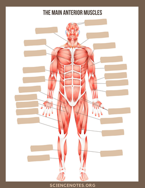 Main Anterior Muscles Worksheet | Essential Biology Guide