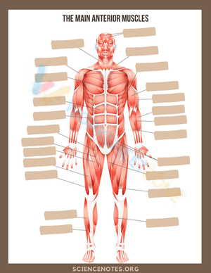 The main interior muscle