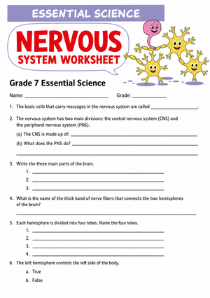 Printable Nervous System Worksheet | Grade 7 Science