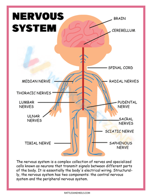 The Nervous System Diagram