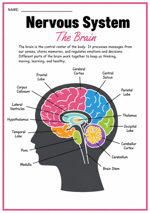 Essential Brain Parts Worksheet | Grade 7 Science