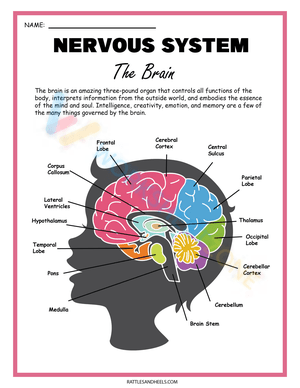 The Nervous System Parts of the Brain