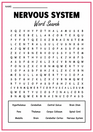 Grade 8 Nervous System — Printable No-Prep Worksheet