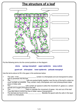 Grade 7 Leaf Structure — Printable No-Prep Worksheet