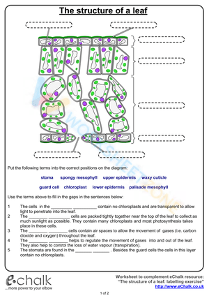 The structure of a leaf