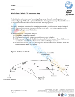 Whale Dichotomous Key