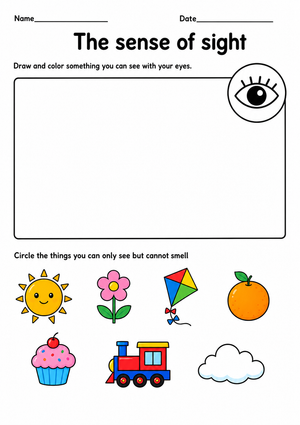 Grade 1 Sense of Sight — Printable No-Prep Worksheet