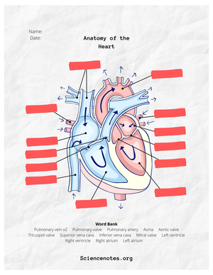 Printable Heart Anatomy Worksheet | Grade 10 Biology
