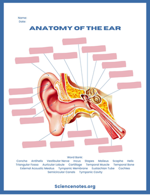 Printable Ear Anatomy Worksheet | Grade 10-12