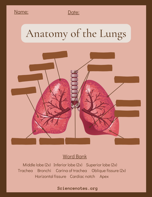 Anatomy of the Lungs Worksheet | Essential Biology