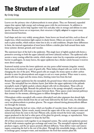 Grade 10 Leaf Anatomy — Printable Reading Passage