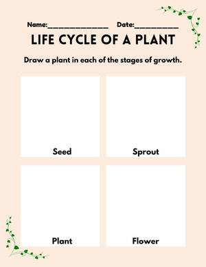 Plant Life Cycle Worksheet | Grade 3 Essential