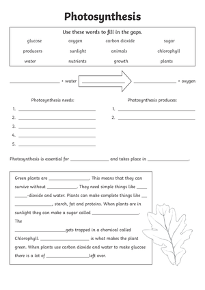 Understanding Photosynthesis
