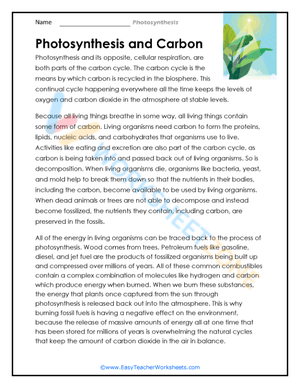 Exploring the Process of Photosynthesis