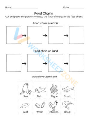 food webs and food chains 3