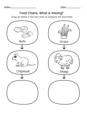 Essential Food Chains Worksheet | Grade 2 Science