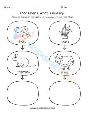 food webs and food chains 4