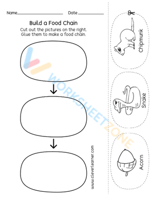 Understanding Food Webs & Food Chains