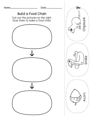 Understanding Food Webs & Food Chains