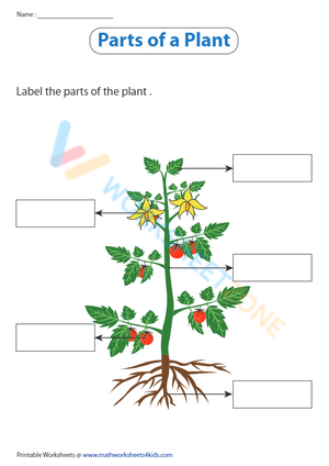 parts of a plant 2
