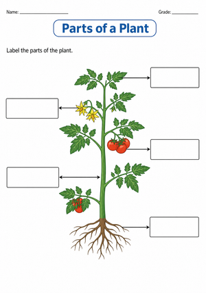 Parts of a Plant Worksheet | Essential Grade 7 Science