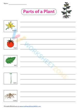 Explore the Parts of a Plant